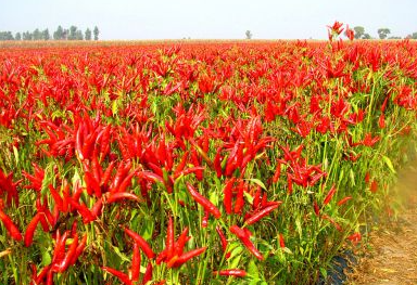 重庆特辣火锅底料味道差在哪，从生产环节进行分析？